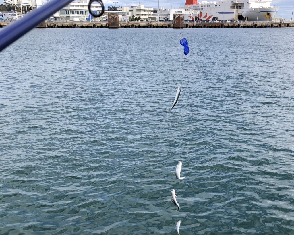 サビキで釣りあげたイワシ