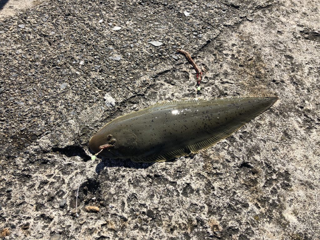 ちょい投げで釣ったクロウシノシタ