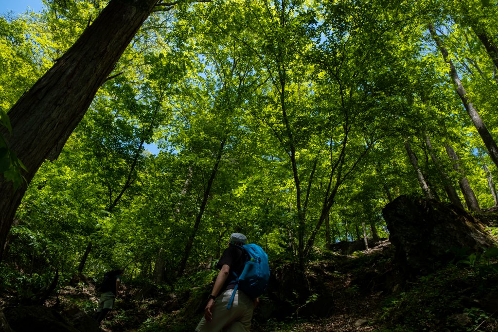 両神山の新緑4
