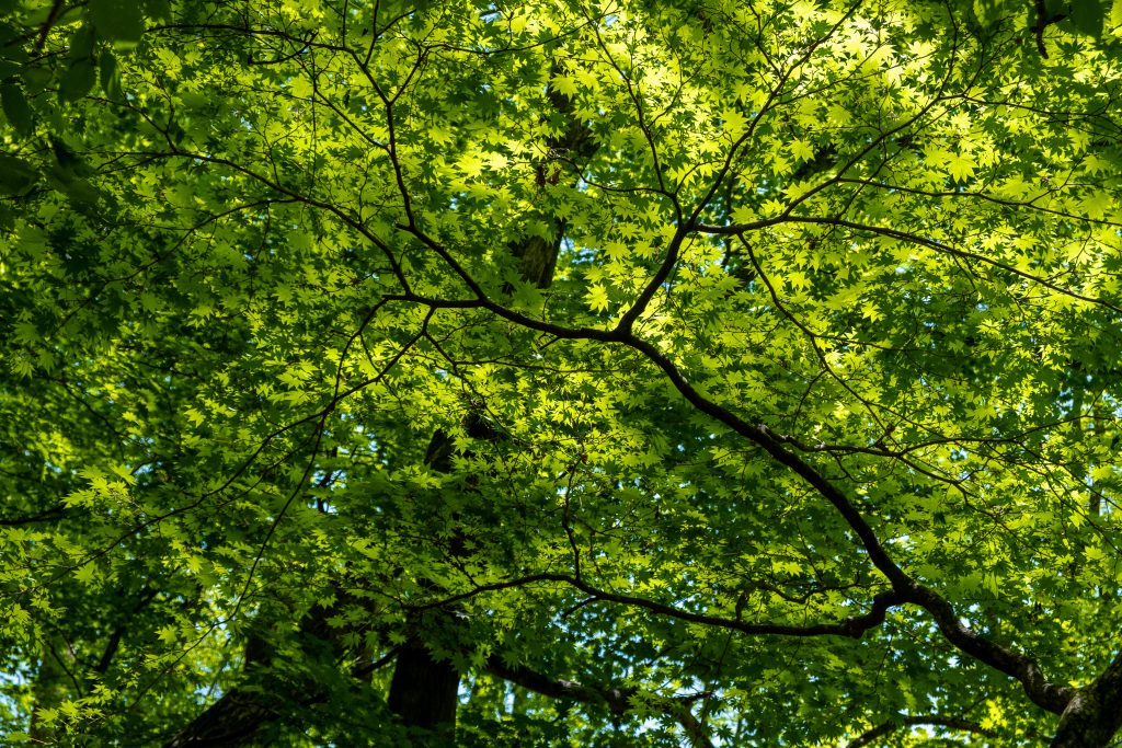 両神山の青紅葉