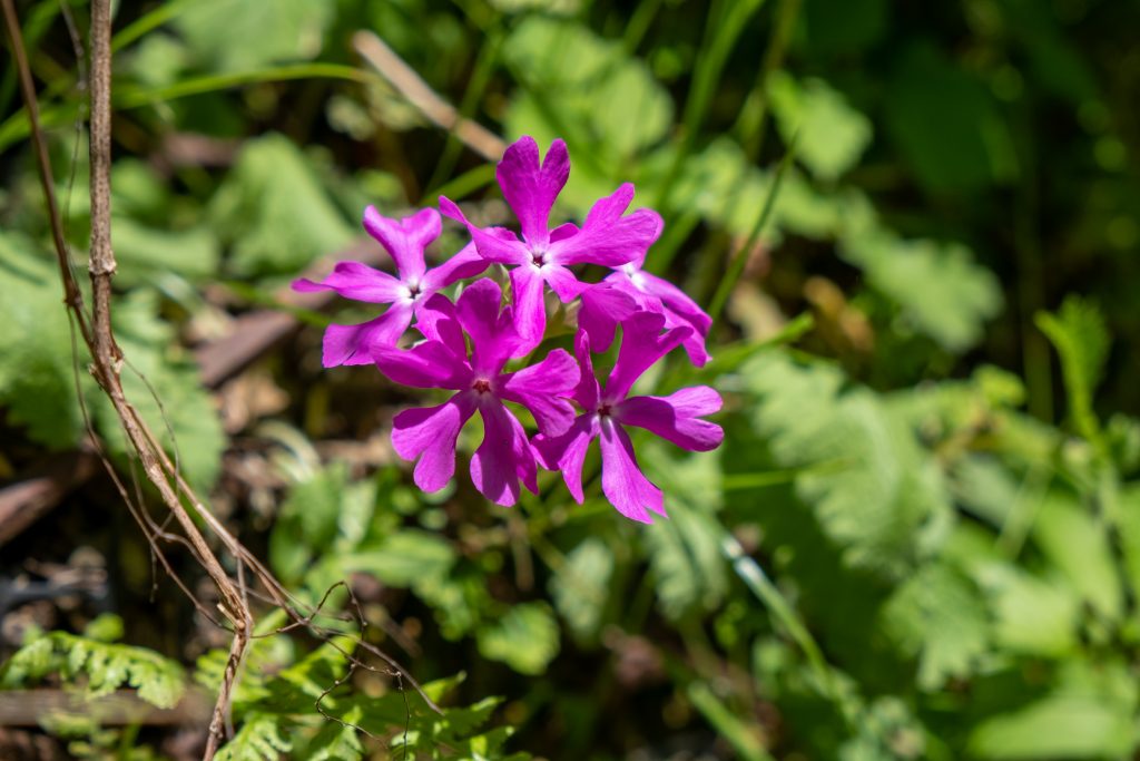 ユキワリソウ(雪割草)