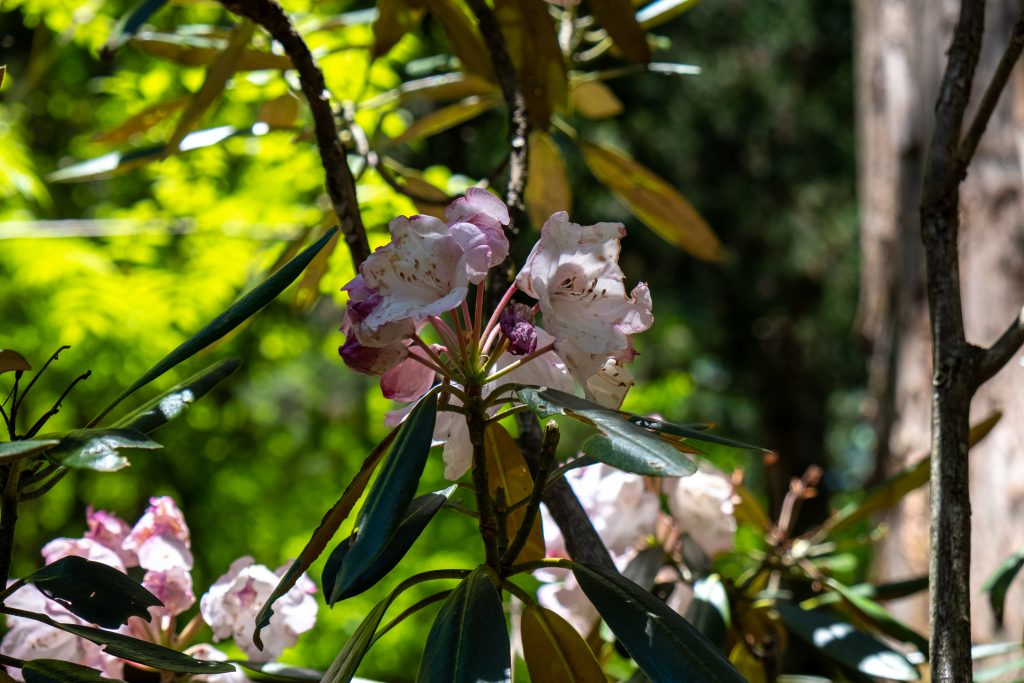 ハクサンシャクナゲ