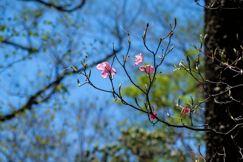 両神山のアカヤシオ