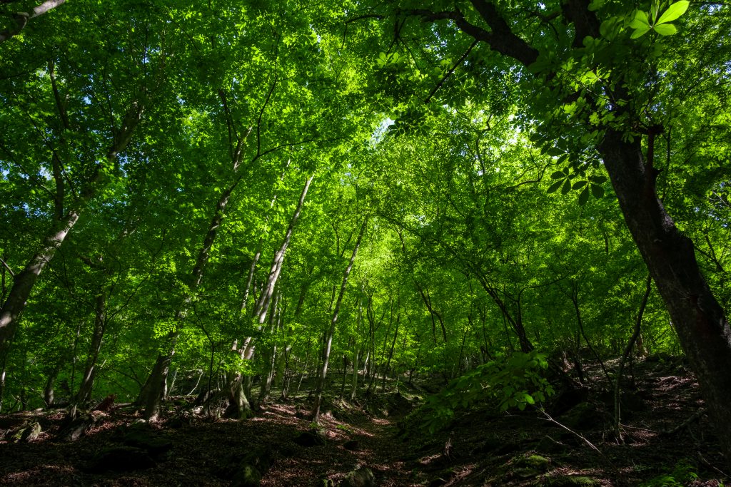 両神山の新緑トンネル
