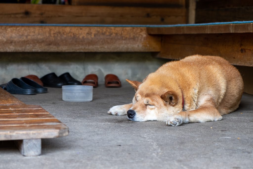 両神山荘の柴犬